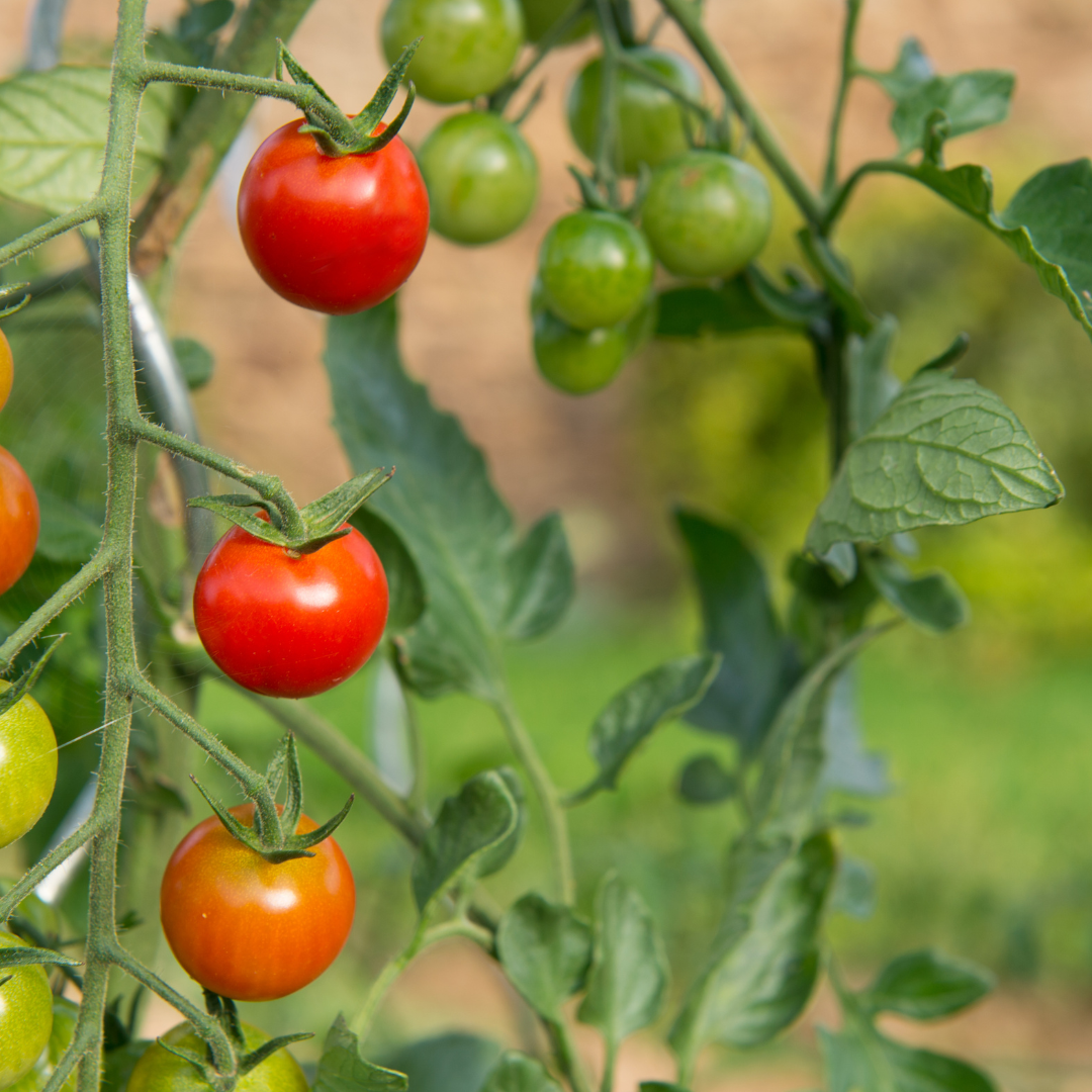 Paradicsom IG tomato